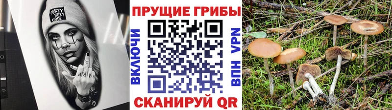 Галлюциногенные грибы Cubensis  сколько стоит  нарко площадка Telegram  Зима 